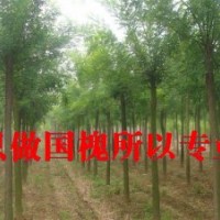 菏澤國槐價格6公分=140元