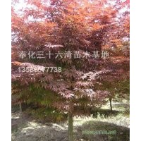 各個規格紅楓