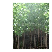 河北楊 油松 國槐 香花槐
