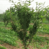 本人有大量櫻桃樹苗，桃樹苗，核桃樹苗等各種果樹苗木及占地苗木