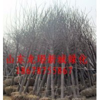 各種大量裸根白蠟全冠白蠟現貨