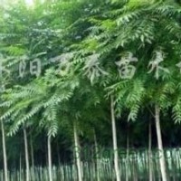 供應高桿女貞、櫸樹、樸樹、香樟