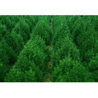 供應山西白皮松1米白皮松