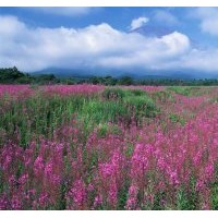 遼寧彰武翠梓青苗圃大量批發優質樟子松苗，油松苗