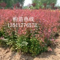 供應：紅葉小檗、金葉女貞，紅楓、紅瑞木