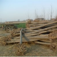 國(guó)槐價(jià)格 12公分國(guó)槐價(jià)格