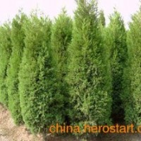 供應側柏苗、山西側柏苗