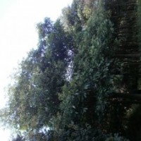 出售盆架子、藍花楹、黃花風鈴木