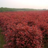 紅葉石楠報價、紅葉石楠小苗