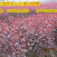 大量供應(yīng)叢生紫葉矮櫻，紫葉矮櫻小苗價(jià)格，營養(yǎng)缽紫葉矮櫻苗