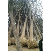 供應法桐，白蠟，國槐及各種苗木小苗