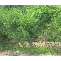 四川黃花槐，貴州5公分黃花槐，貴州8公分黃花槐