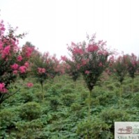 大量供應紫薇10-15公分公分