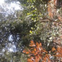 長期供應紅豆杉1.5米～3.5米，滿冠、香樟8～35公分，滿冠、銀杏