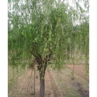 供應(yīng)15-20公分的垂柳，行道樹(shù)，一級(jí)苗