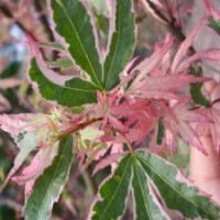 日本紅楓蝴蝶楓 紅楓樹 紅楓苗 紅楓葉子 紅楓種植技術 紅楓市場