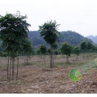 1~3公分精品欒樹(shù)