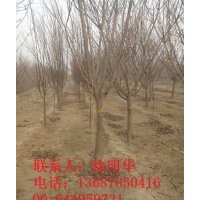 常年供應：櫻花、速生櫻花、速生櫻花小苗