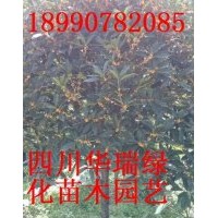 金桂、八月桂、銀桂、天竺桂、香樟、紅葉李、海棠