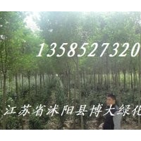 大量供應:1--3公分《大葉女貞、紫薇、紫葉李、國槐