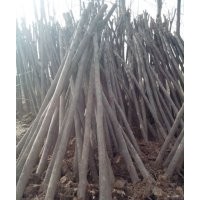 大量供應各種規格國槐