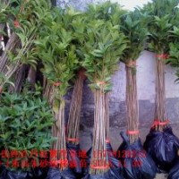 供應70-1米高優質大紅朱砂桂移栽小苗