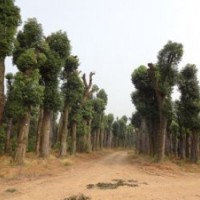 香樟香泡樹欒樹價格