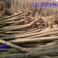 供黃櫨，玉蘭，南北欒，五角楓，巨紫荊，杜仲，木瓜，臭椿，女貞