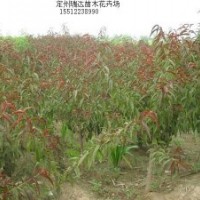 塔檜、猥實、紅葉碧桃、榆葉梅、黃刺梅、龍爪槐
