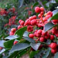 大紅袍花椒苗，花椒苗批發，花椒苗，山楂苗，梨苗，核桃苗