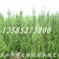 大量供應龍柏、直升龍柏、龍柏球等各種綠化苗木