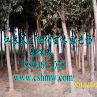 大葉女貞，欒樹(shù)，紫葉李，樸樹(shù)，垂柳，櫻花，水杉，垂槐，黃金槐