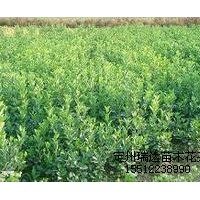 紅王子錦帶，月季，木槿，膠東衛矛，紫葉小檗