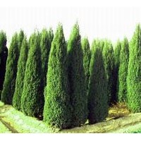 河南檜、西安檜、望都塔檜、沙地柏、側柏