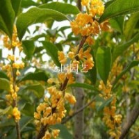 秋天滿(mǎn)樹(shù)飄香的桂花樹(shù)庭院種植一棵桂花樹(shù)花香十里