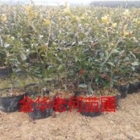 綠化工程綠化苗出售茶花、桂花
