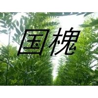 優質國槐苗 刺槐苗 花椒苗 側柏苗 油松苗 貨源充足