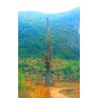 直徑60CM-140CM大野生銀杏、大香樟、大紫薇