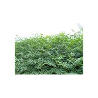 國內皂角苗最新價格與直銷（山西