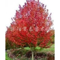 供應(yīng)丁香、芙蓉、結(jié)香、木繡球、夾竹桃、紅瑞木