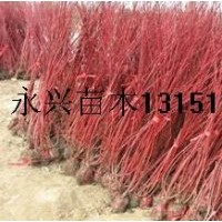 供應：紅瑞木，紅王子錦帶，連翹，迎春，棣棠等苗木。