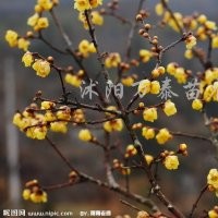 供應(yīng)各類女貞、國槐、櫻花、紅葉小檗、合歡小苗
