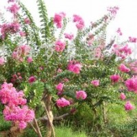 供應紫荊、紫薇、連翹、迎春、木槿、櫻花、垂梅