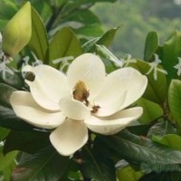 供應劍麻、連翹、灑金柏、爬地柏、沙地柏、蜀檜、北京檜