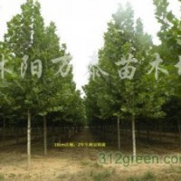 供應大葉女貞、法桐、棕櫚、劍麻、國槐、垂槐
