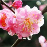 供應紅梅、綠梅、垂梅、貼梗棠、垂絲海棠