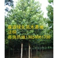 供應7公分法桐-確保成活率-法桐價格-國槐最新行情