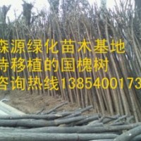 供應7-8公分國槐價格-兩年冒國槐價格