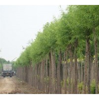 山西白皮松 國槐 柳樹供應基地