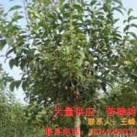 供應苦楝樹苗 苦楝樹小苗的價格 苦楝樹苗木的批發